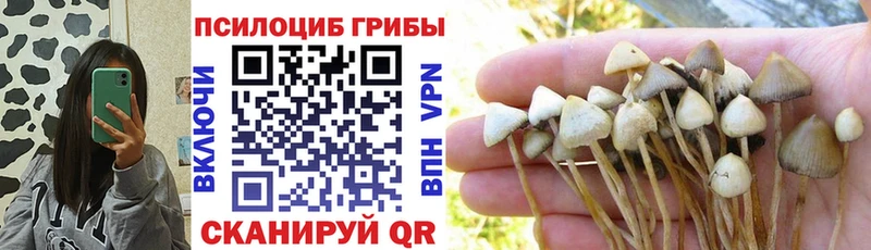 Купить закладки  Вихоревка  Псилоцибиновые грибы MAGIC MUSHROOMS 